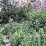 A small rain garden (wetland) at Teardrop Park, inside the Battery Park City development in Lower Manhattan, infiltrates all stormwater from the site and also stormwater from the adjacent apartment towers. The park makes extensive use of plants and materials from the Hudson River valley. Battery Park City, developed from a proto-New Urbanist plan by Cooper, Robertson, has made a strong commitment to green building; several adjacent apartment towers are LEED-certified, incorporating advanced environmental features like photovoltaic panels and on-site blackwater recycling.

Landscape architect: Michael Van Valkenburgh Associates. Owned and managed by Battery Park City Authority.